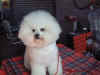 SamoyedVic-shop-bichons17-8-02 109.jpg (286073 bytes)